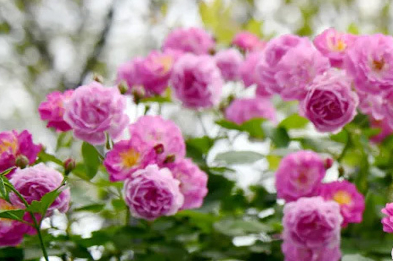 图说银河集团9873CM|赏花正当时，来一波香气十足的“花”式上新